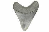 Fossil Megalodon Tooth - South Carolina #190248-1